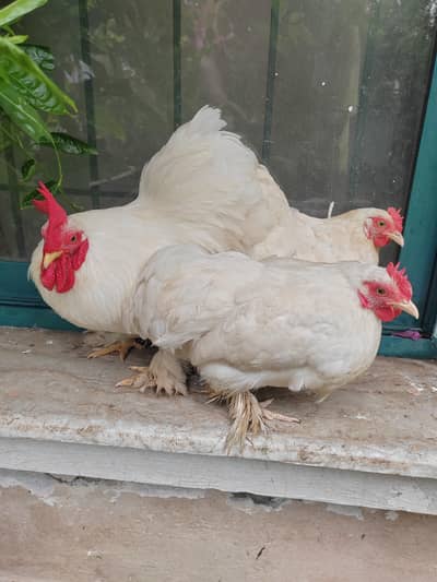 blue and white breeder pairs
