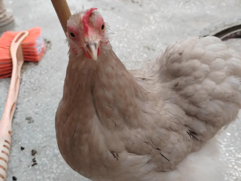 blue and white breeder pairs — photo 2