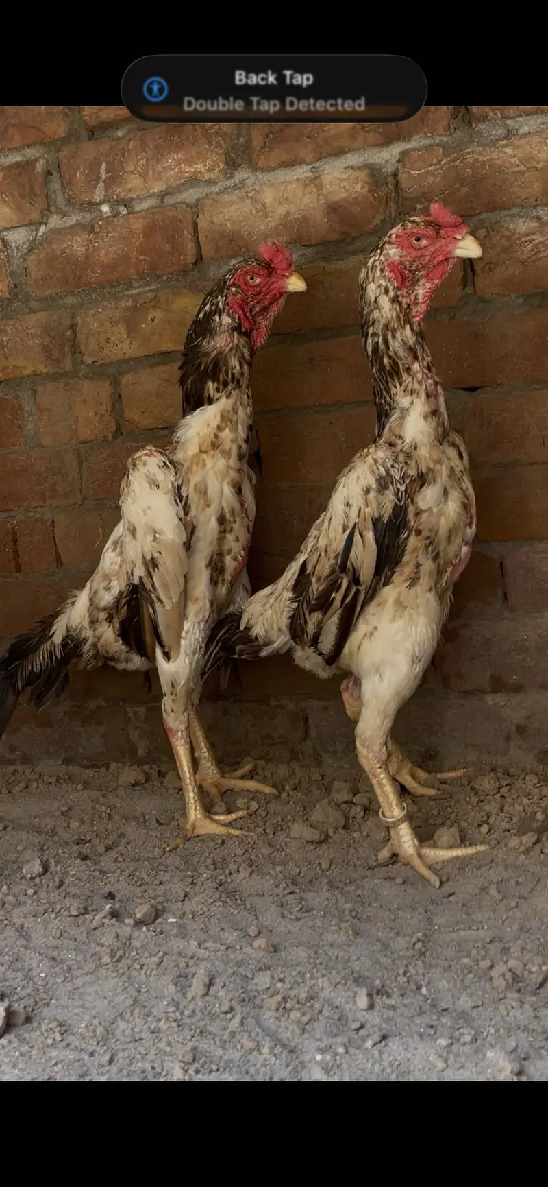 Young shamo females — photo 3