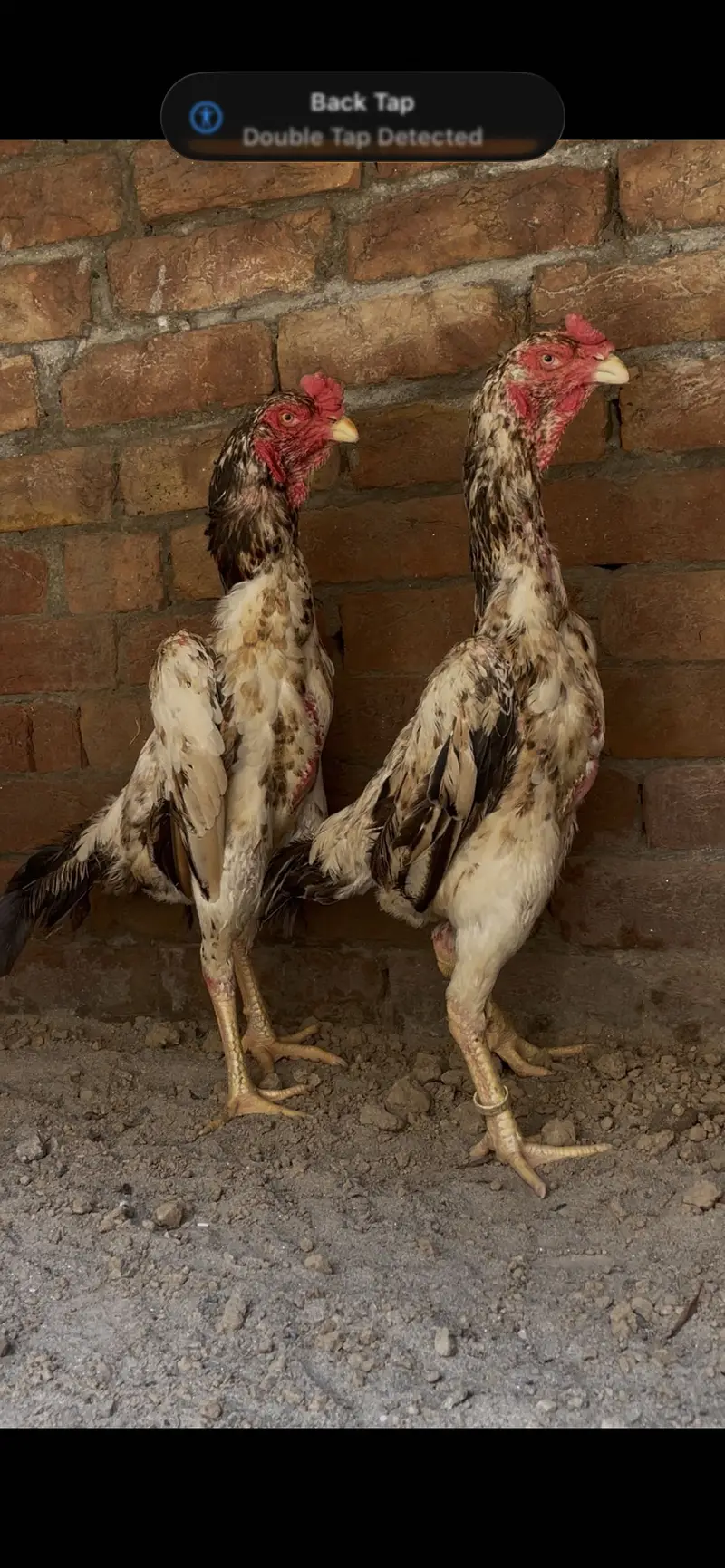 Young shamo females — photo 4