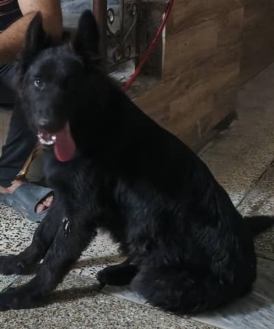 Black German Shepherd 05 Months Male Dog