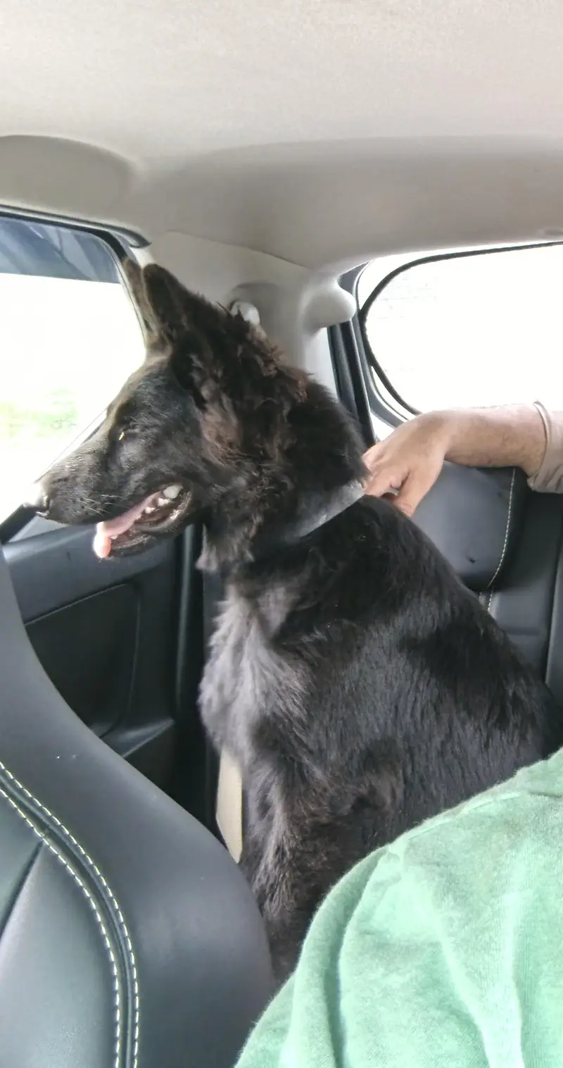 Black German Shepherd 05 Months Male Dog — photo 2