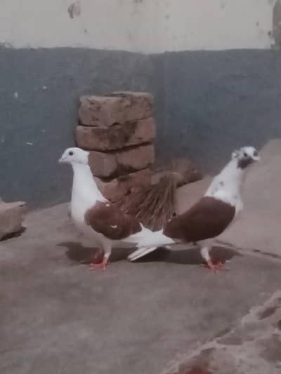 Egyptian swift/seddle pigeon