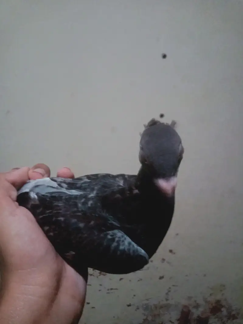 Egyptian swift/seddle pigeon — photo 2