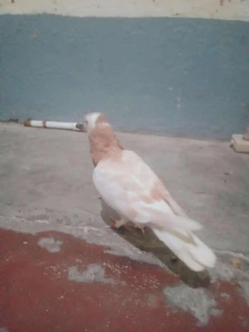 Egyptian swift/seddle pigeon — photo 4