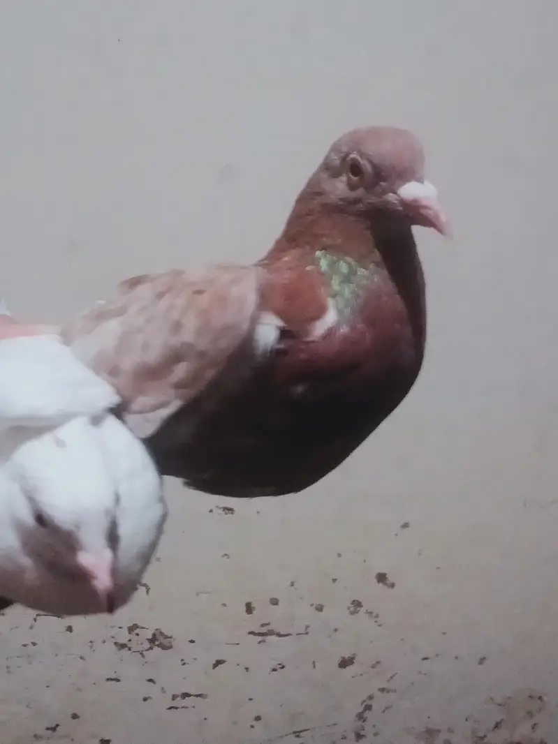 Egyptian swift/seddle pigeon — photo 6