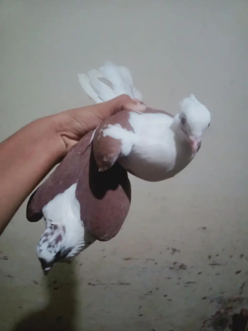 Egyptian swift/seddle pigeon — photo 9
