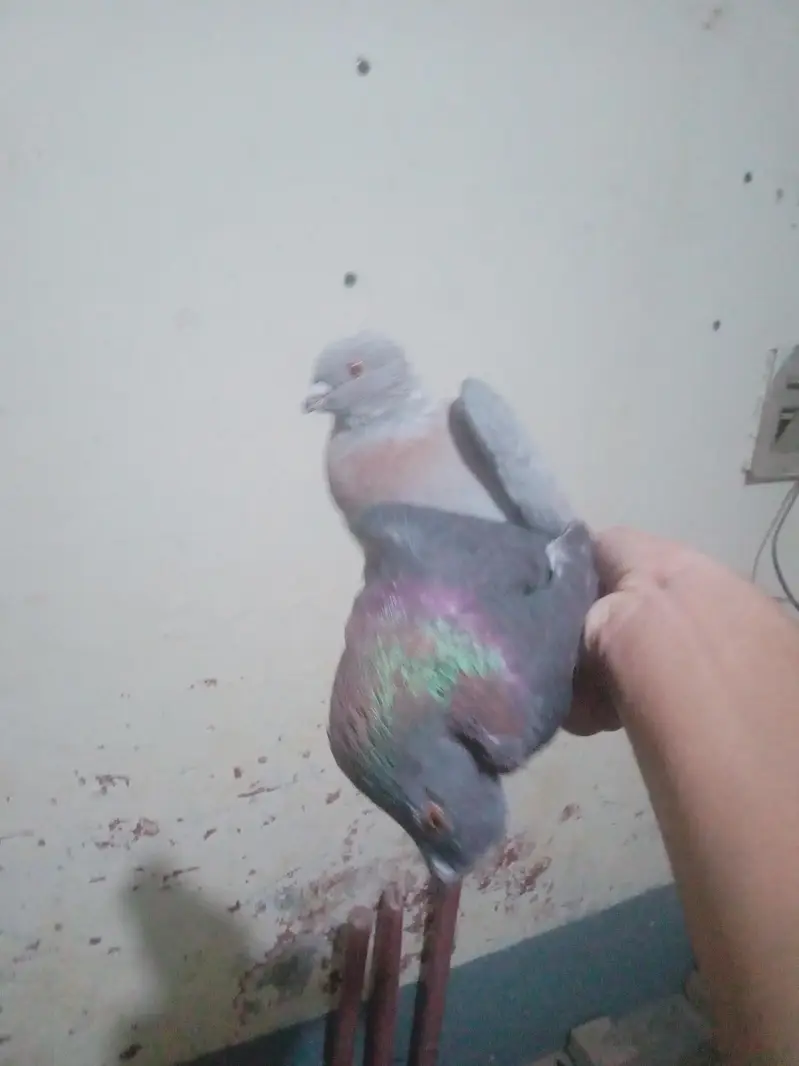 Egyptian swift/seddle pigeon — photo 10
