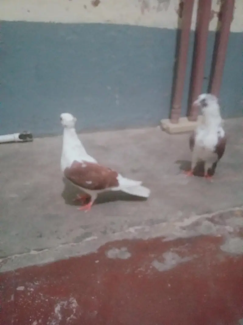 Egyptian swift/seddle pigeon — photo 11