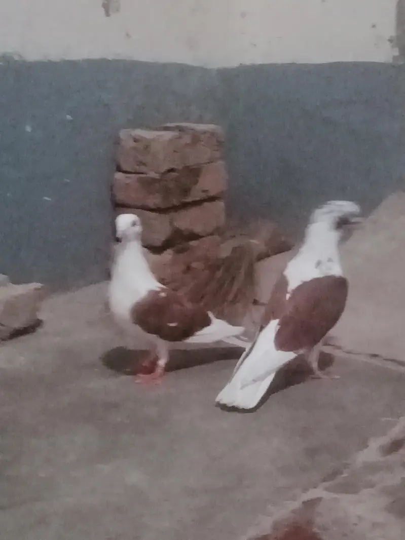 Egyptian swift/seddle pigeon — photo 12