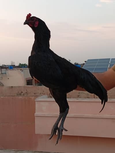 Dragon male chutki pe laga hua