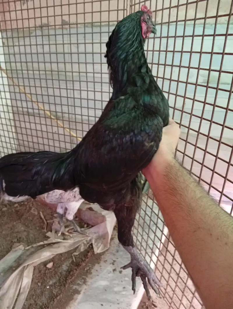 Dragon male chutki pe laga hua — photo 3
