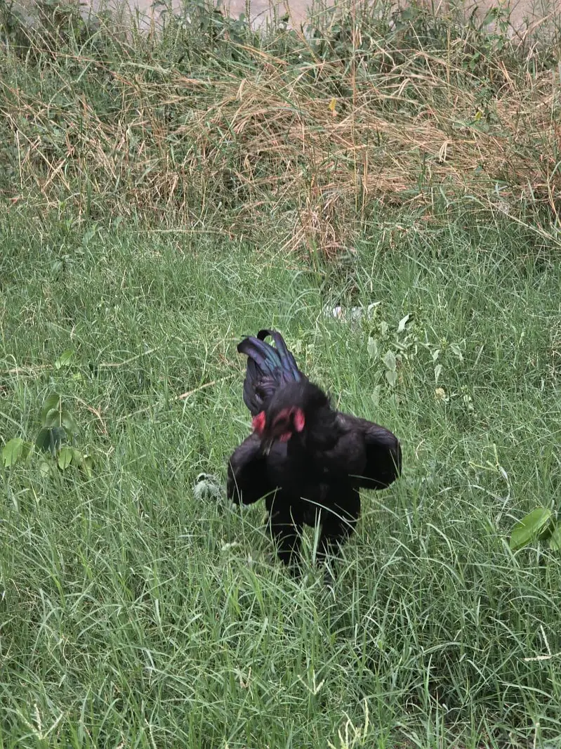 Dragon male chutki pe laga hua — photo 5
