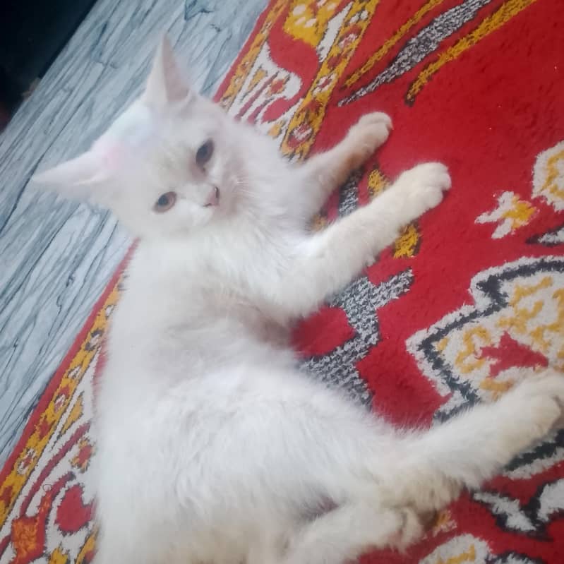 white 0