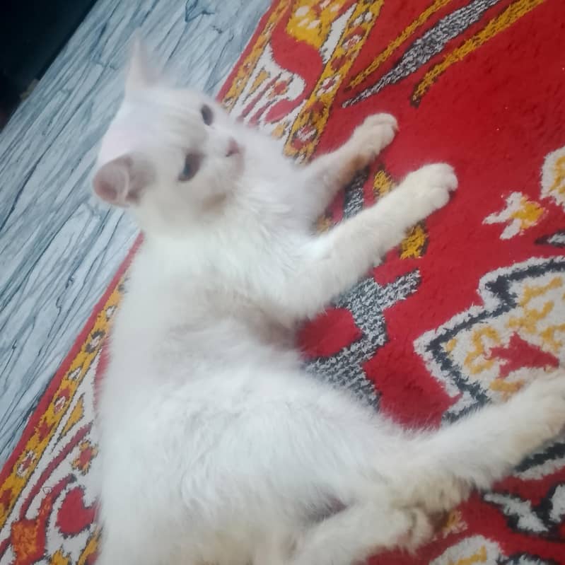 white 1