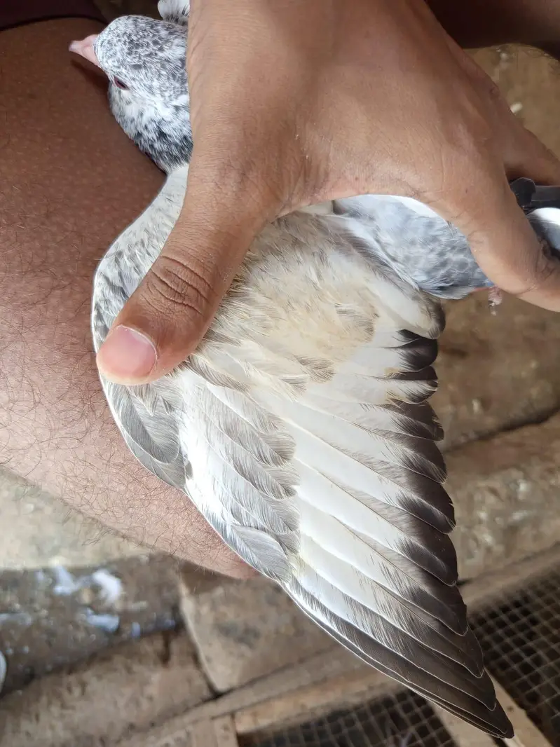 golden sialkoti — photo 10