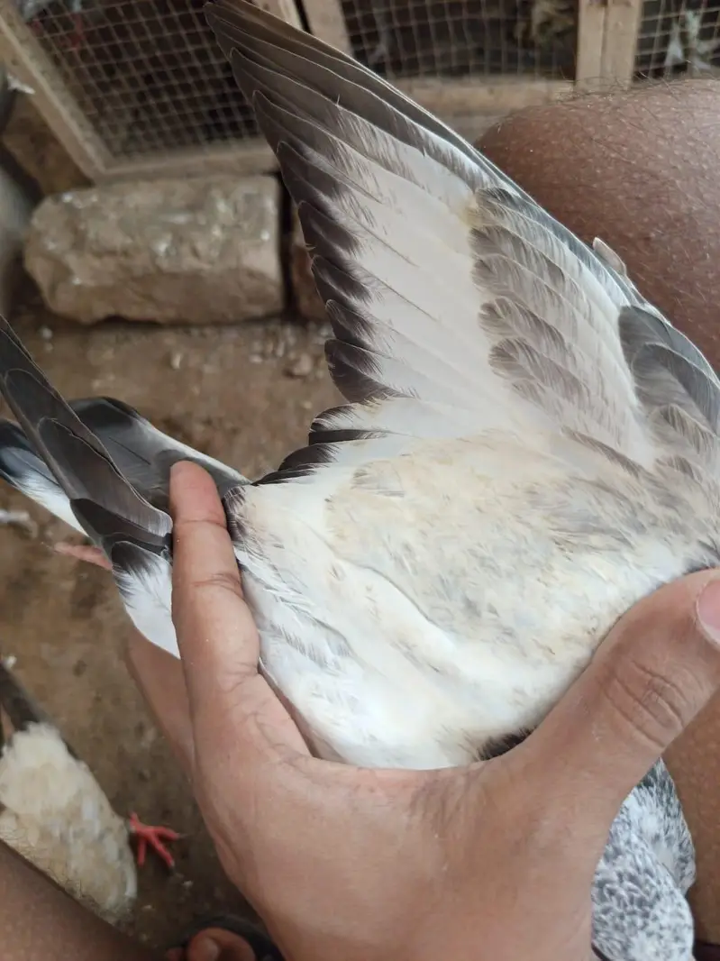 golden sialkoti — photo 11