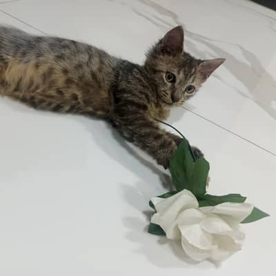 kitten
