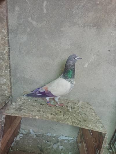 Aseel pigeons for sale .