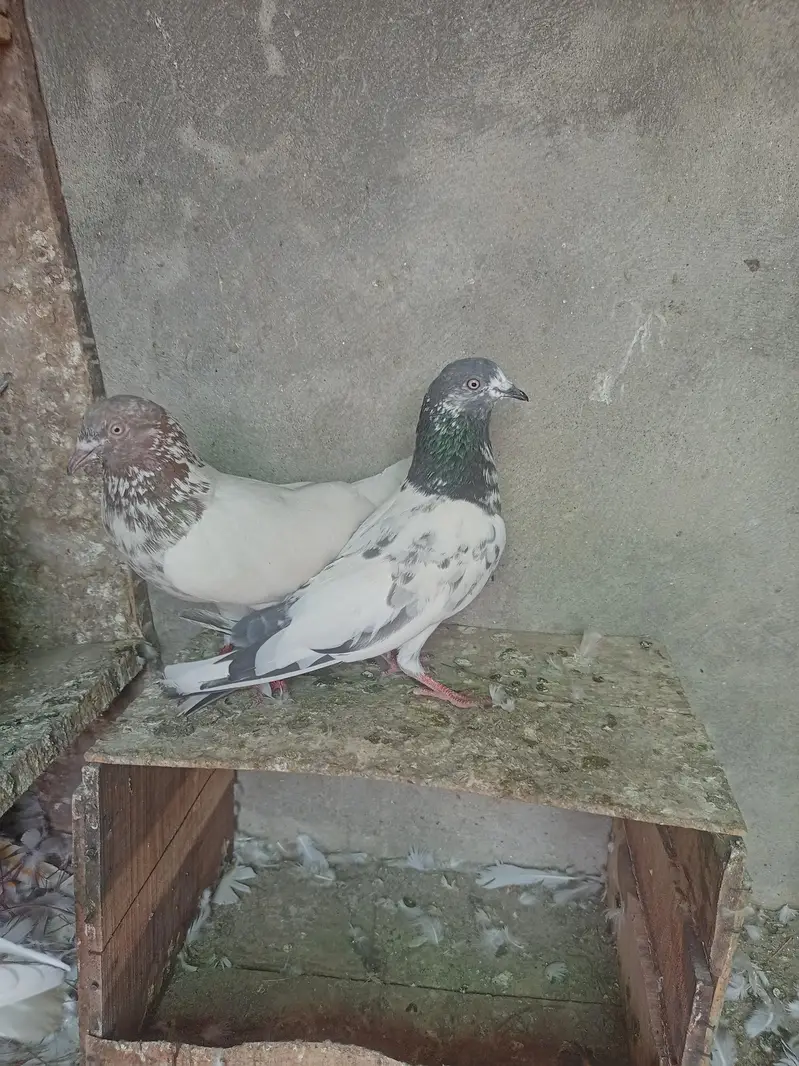 Aseel pigeons for sale . — photo 2