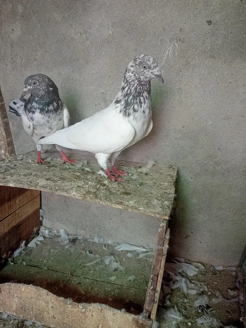 Aseel pigeons for sale . — photo 3