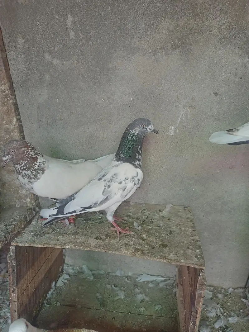 Aseel pigeons for sale . — photo 4