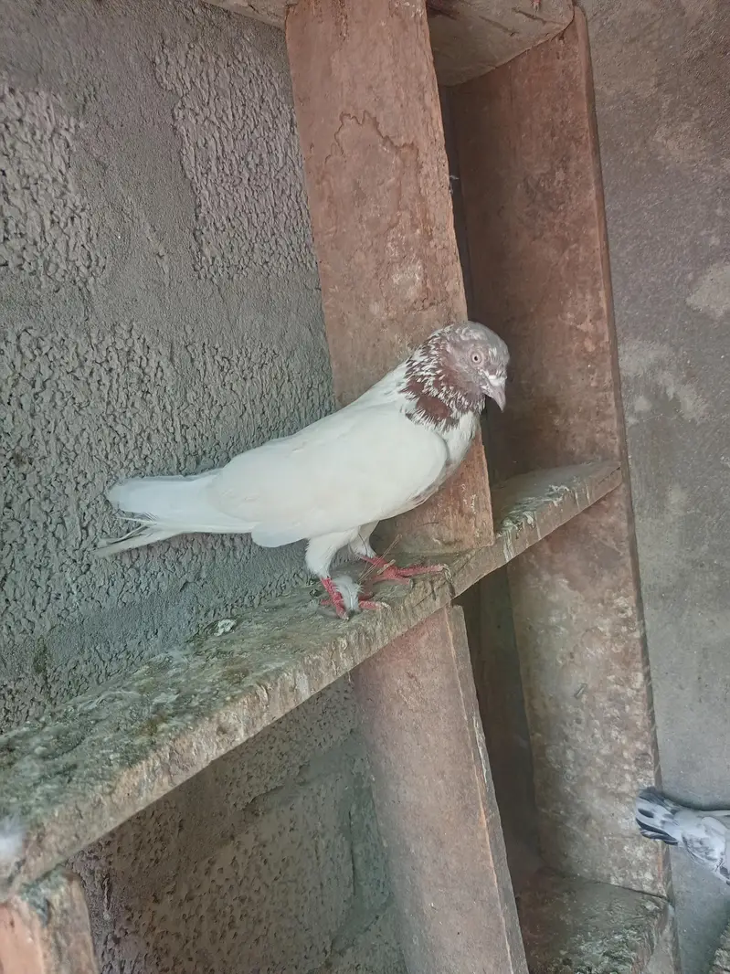Aseel pigeons for sale . — photo 5