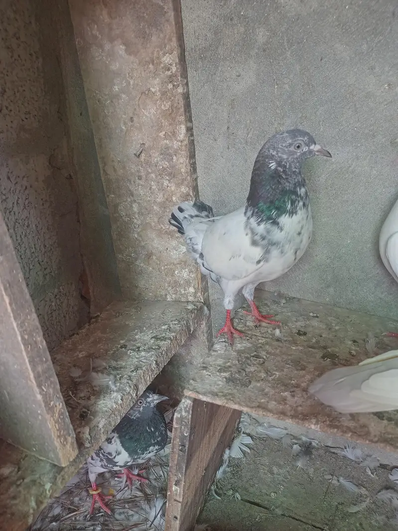 Aseel pigeons for sale . — photo 6