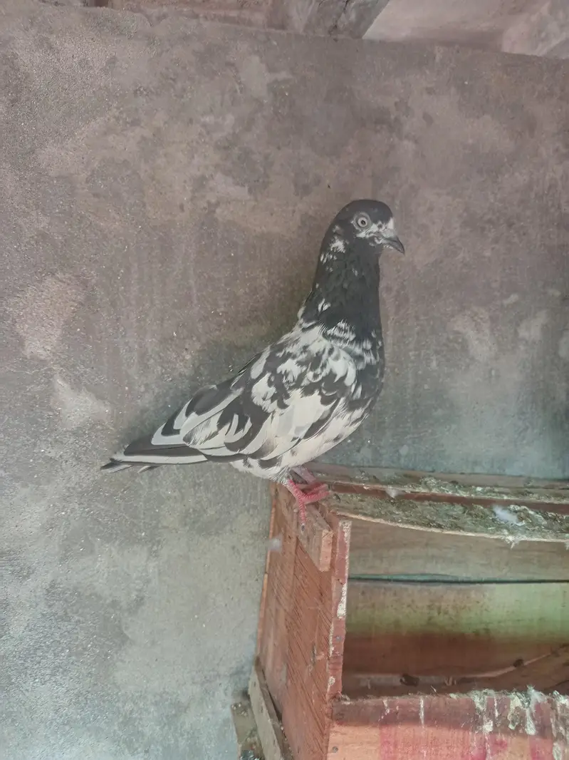 Aseel pigeons for sale . — photo 7