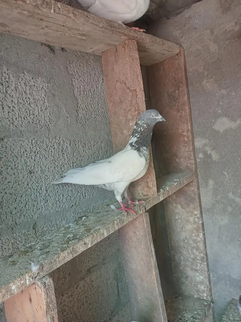 Aseel pigeons for sale . — photo 8