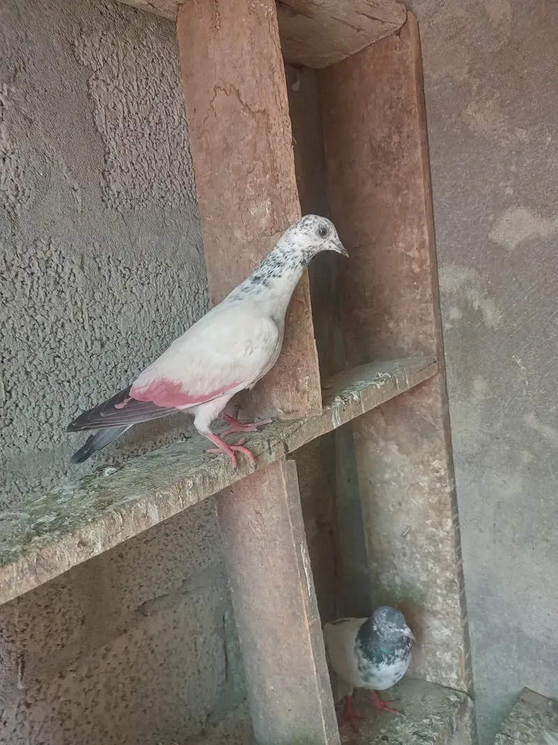 Aseel pigeons for sale . — photo 9