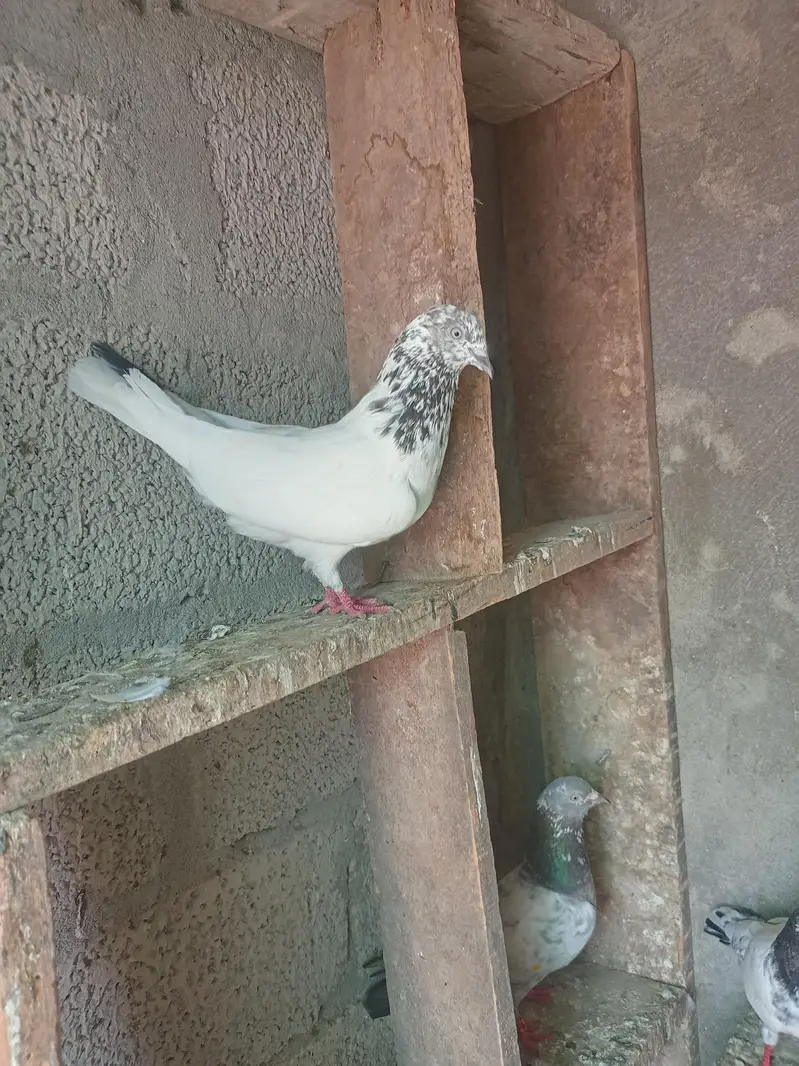 Aseel pigeons for sale . — photo 10