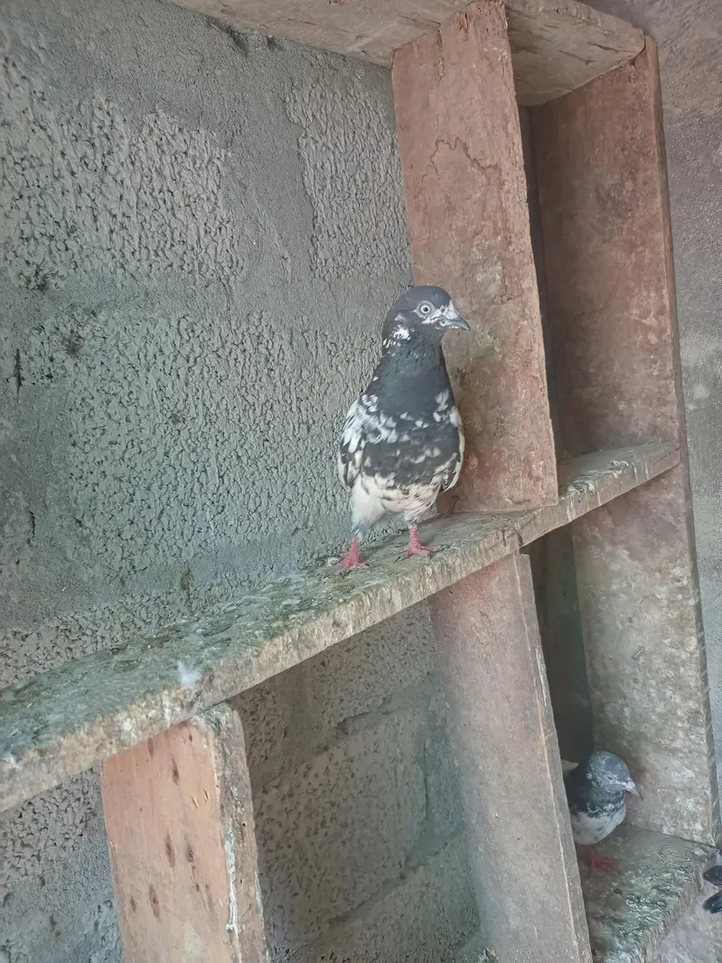 Aseel pigeons for sale . — photo 11