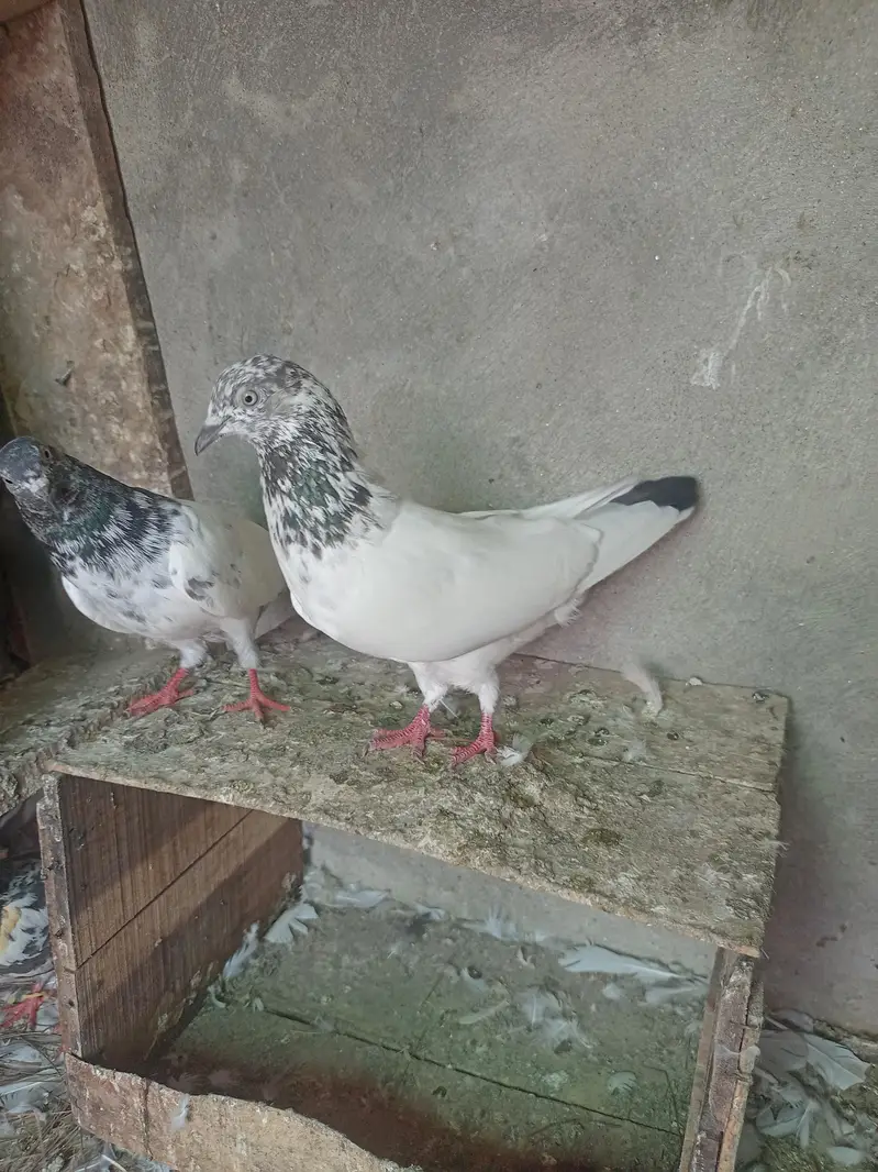Aseel pigeons for sale . — photo 12
