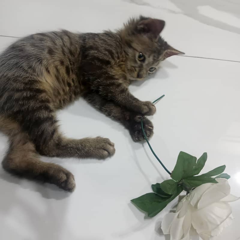 kitten 1