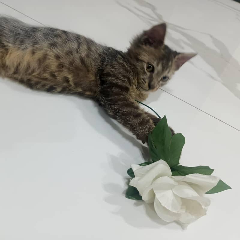 kitten 2