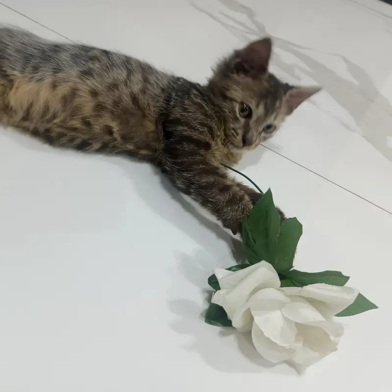 kitten — photo 3