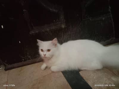 Persian cat