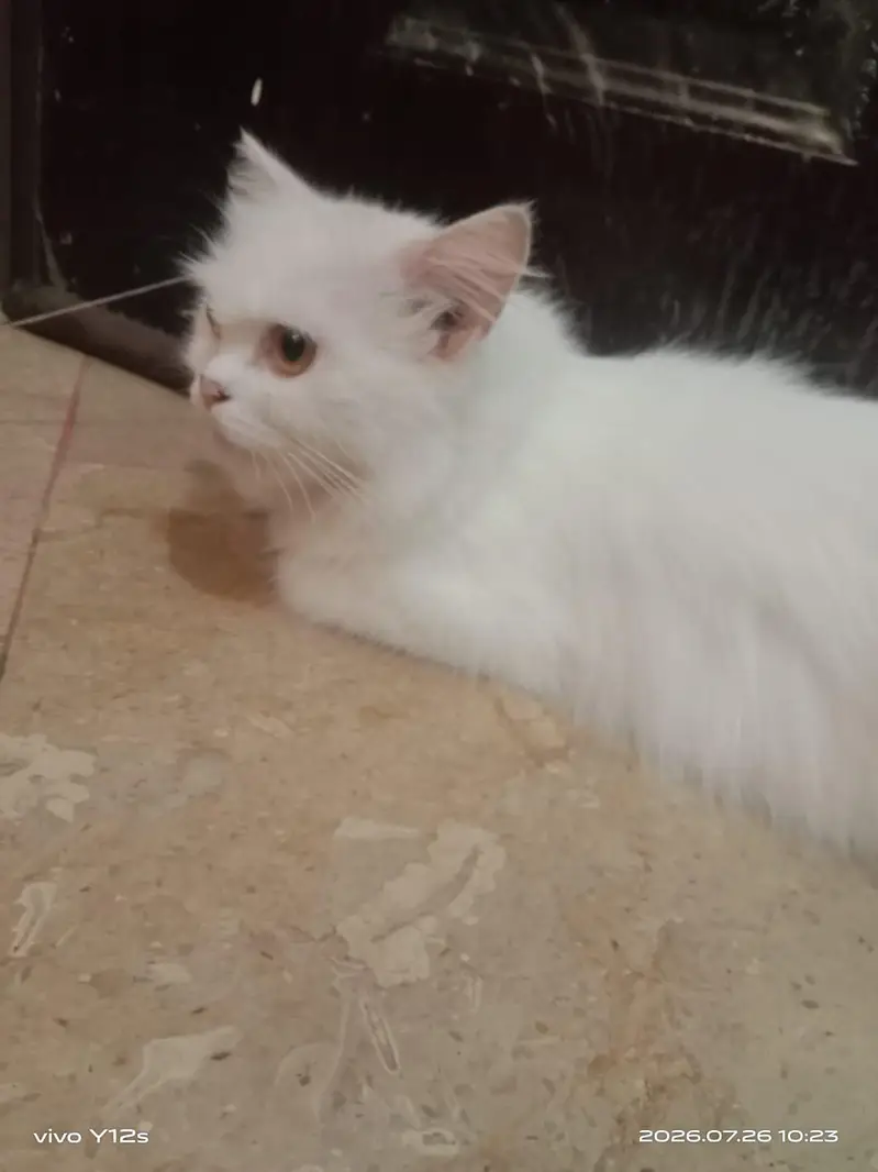 Persian cat — photo 2