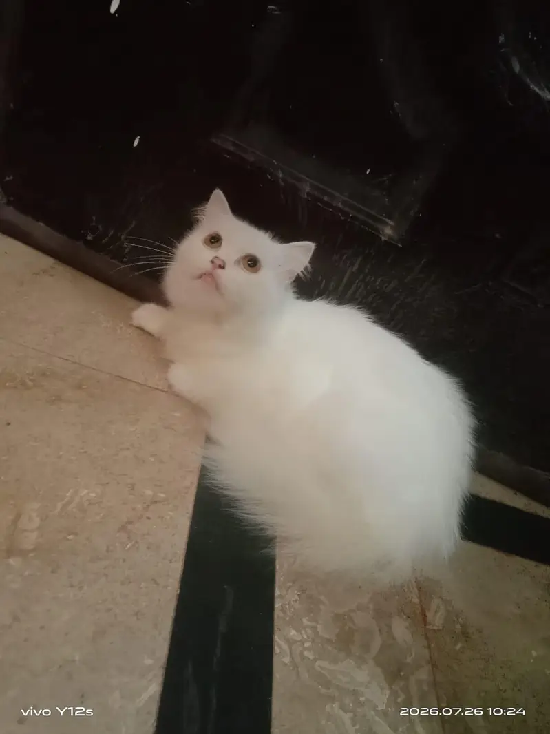 Persian cat — photo 3