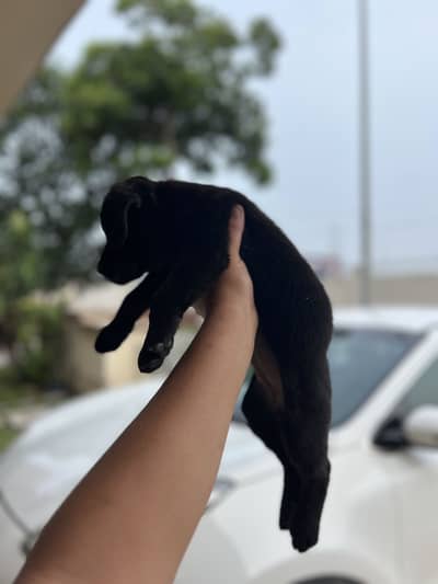 Original pure breed labrador pedicure puppy. 1.5 months
