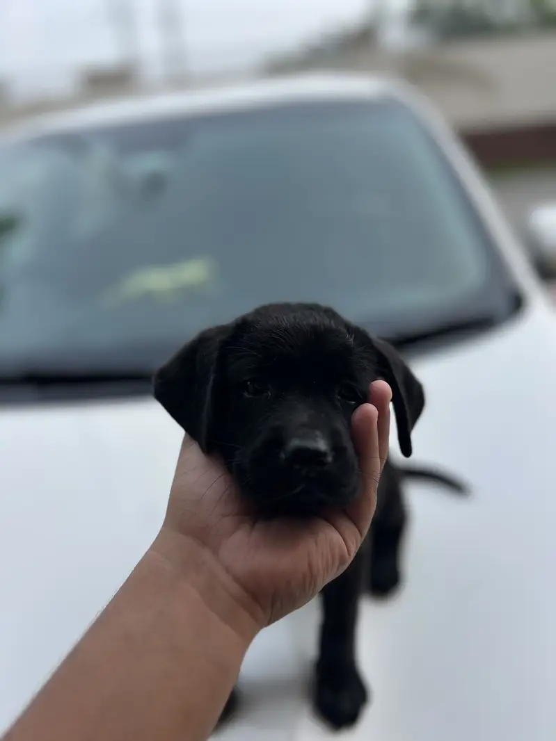 Original pure breed labrador pedicure puppy. 1.5 months — photo 2
