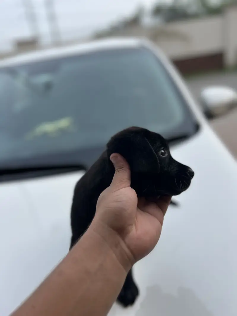 Original pure breed labrador pedicure puppy. 1.5 months — photo 3