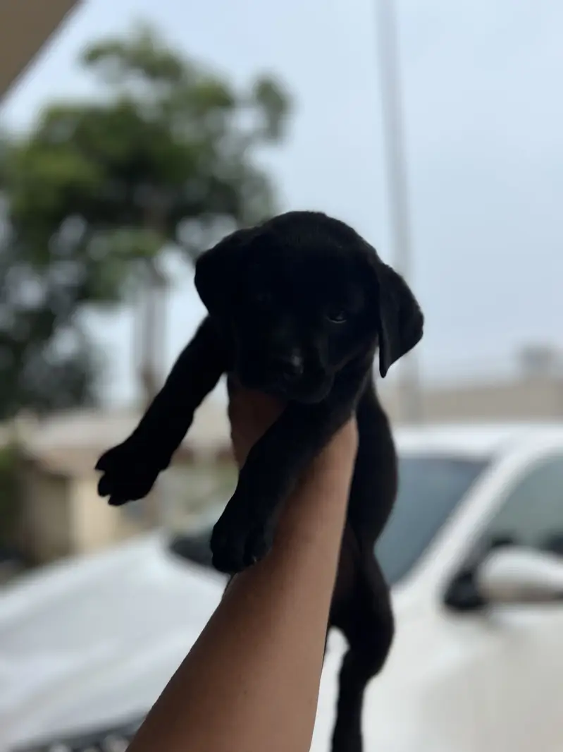 Original pure breed labrador pedicure puppy. 1.5 months — photo 4