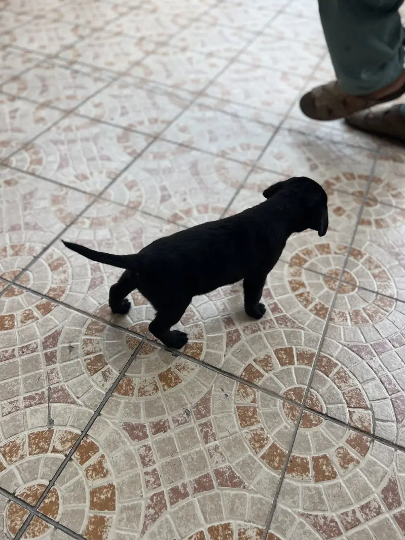 Original pure breed labrador pedicure puppy. 1.5 months — photo 5