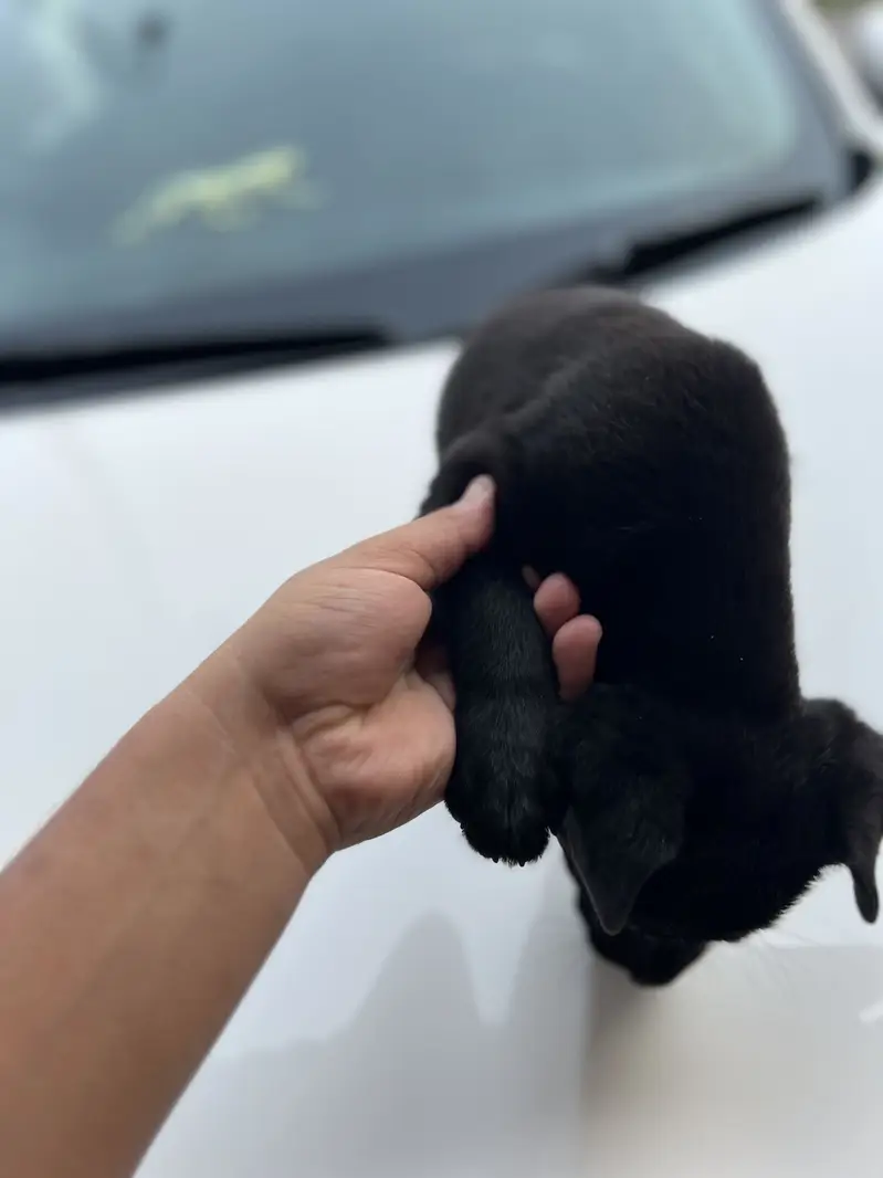 Original pure breed labrador pedicure puppy. 1.5 months — photo 6