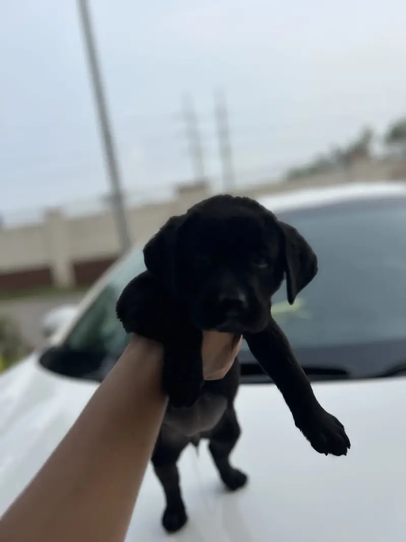 Original pure breed labrador pedicure puppy. 1.5 months — photo 7