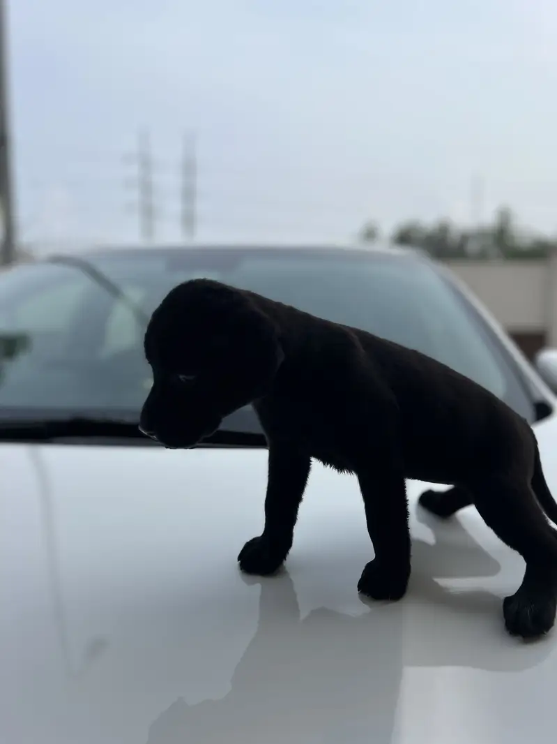 Original pure breed labrador pedicure puppy. 1.5 months — photo 8