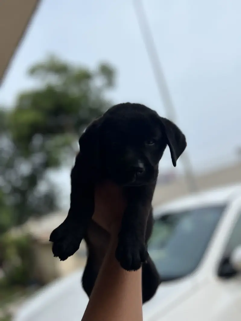 Original pure breed labrador pedicure puppy. 1.5 months — photo 9
