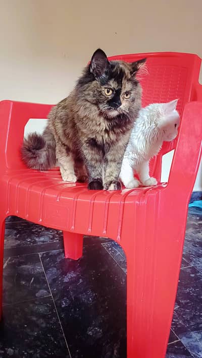 cat pair